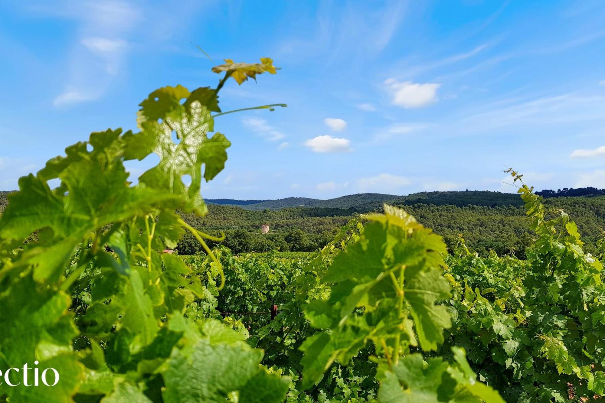 Апарт отель Bastide Domaine Tour Campanets Ле-Пюи-Сент-Репарад Экстерьер фото